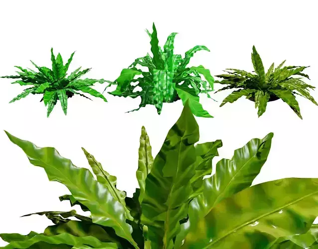 Bird Nest Fern 3D Model Low-poly 3D model