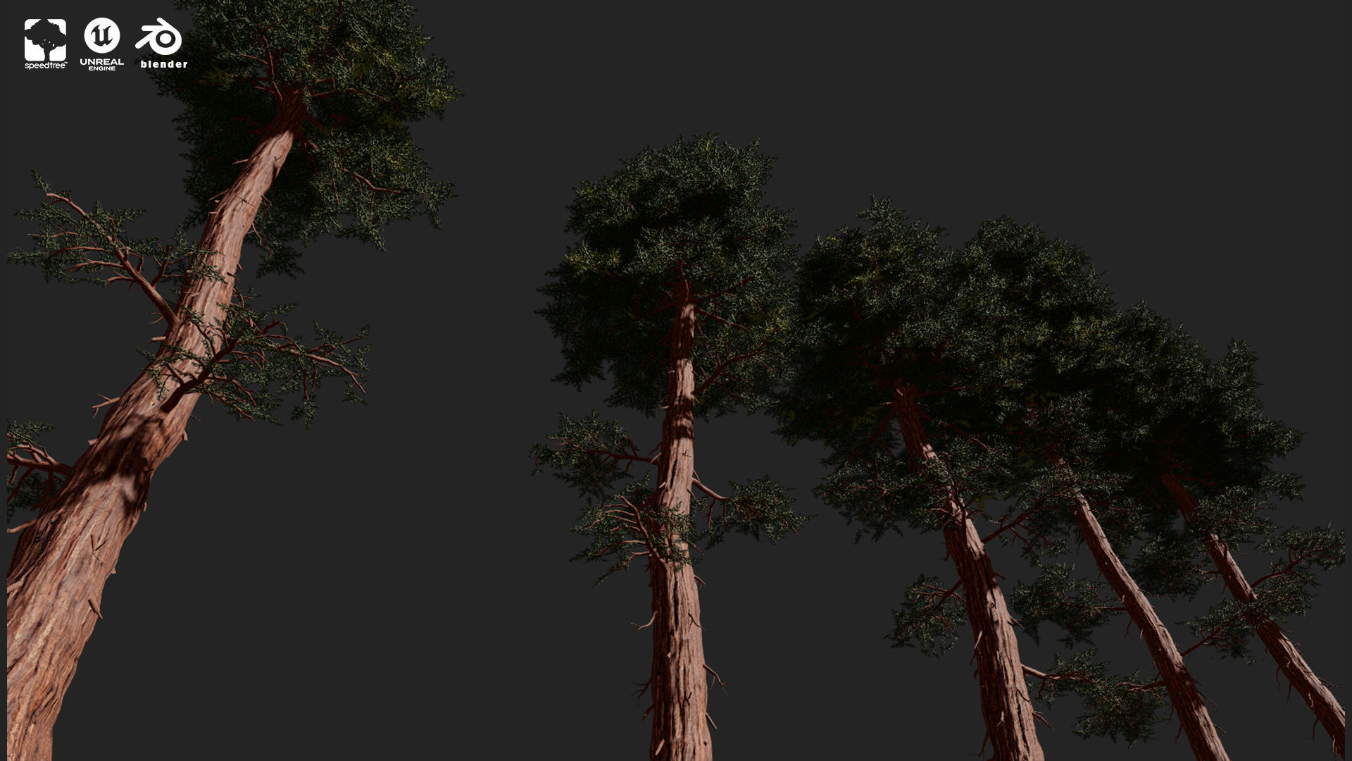 RED WOOD TREE PACK Low-poly 3D model_4