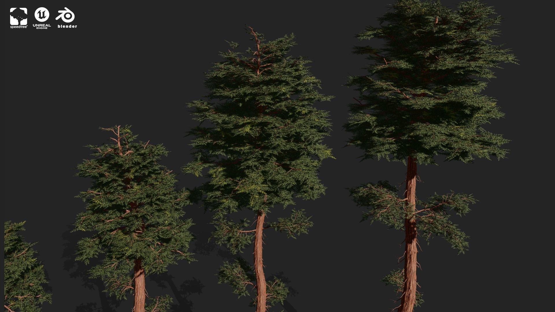 RED WOOD TREE PACK Low-poly 3D model_2
