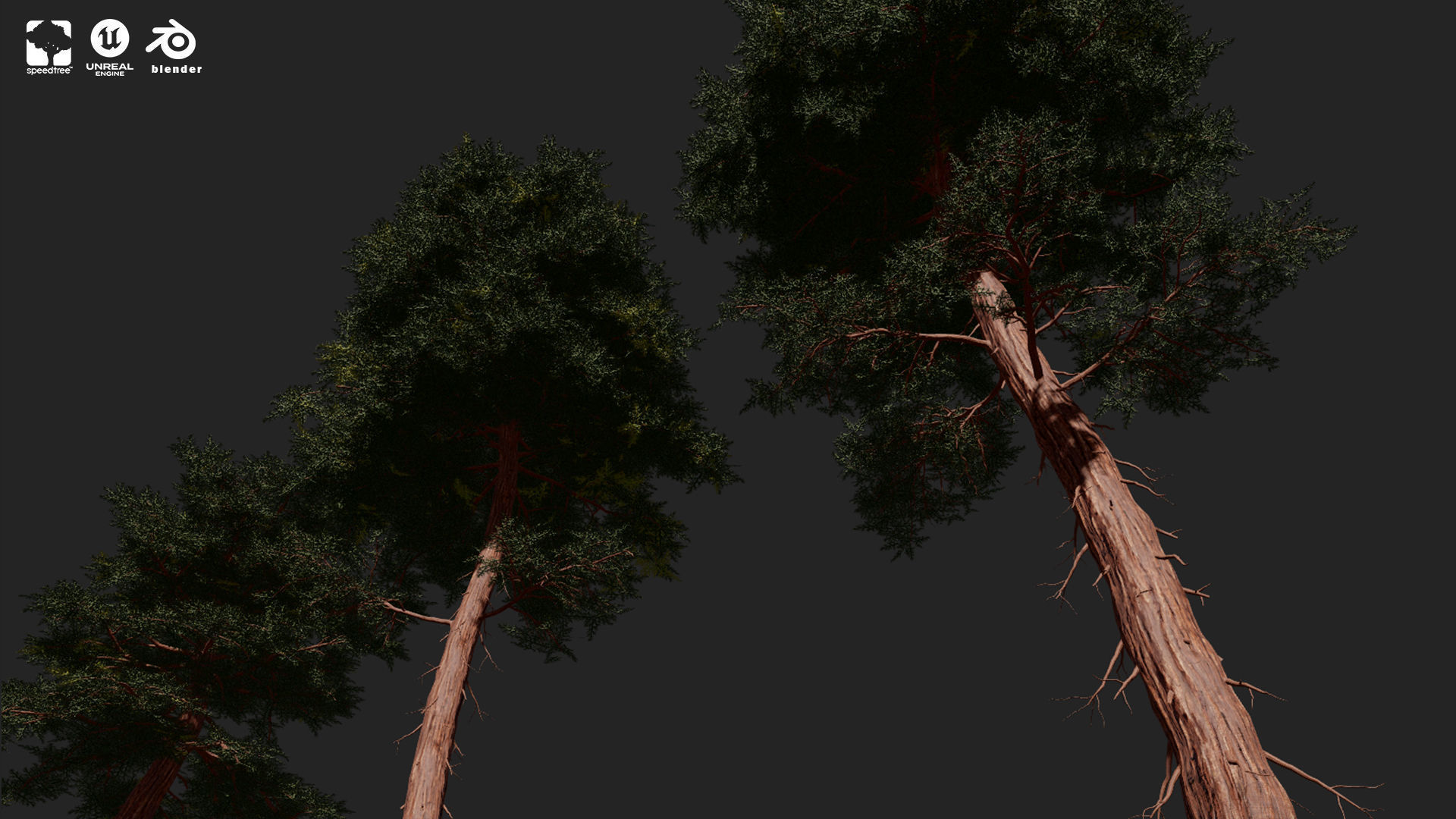 RED WOOD TREE PACK Low-poly 3D model_5