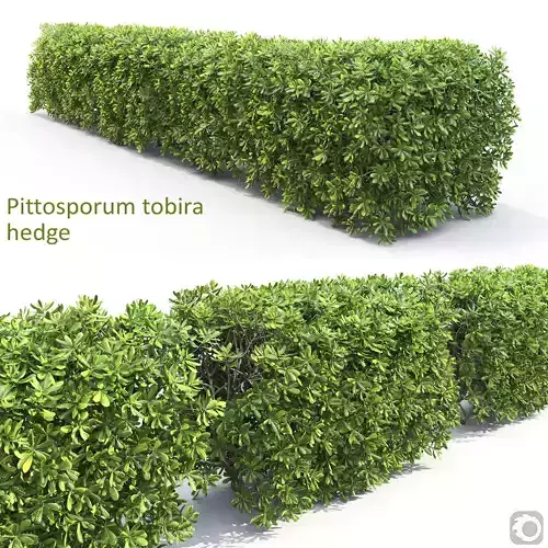 Pittosporum Tobira Hedge