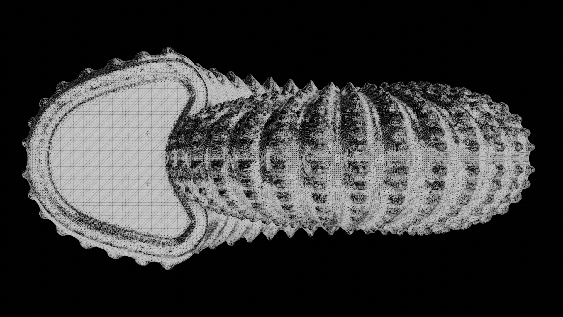 Ammonoid shell with nodes 3D model_7