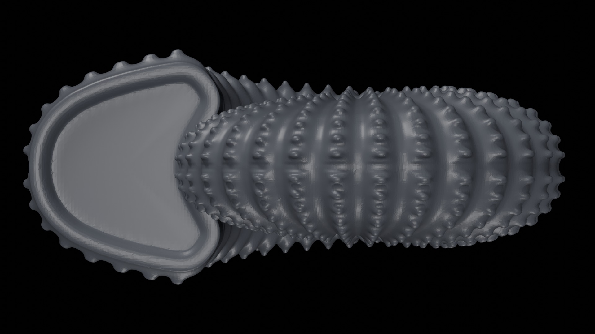 Ammonoid shell with nodes 3D model_3
