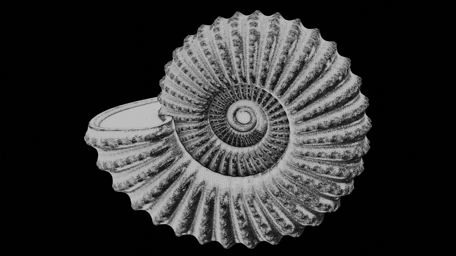 Ammonoid shell with nodes 3D model_9