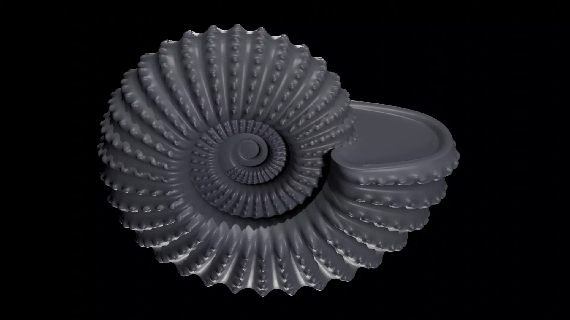 Ammonoid shell with nodes 3D model_0