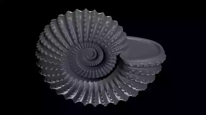 Ammonoid shell with nodes
