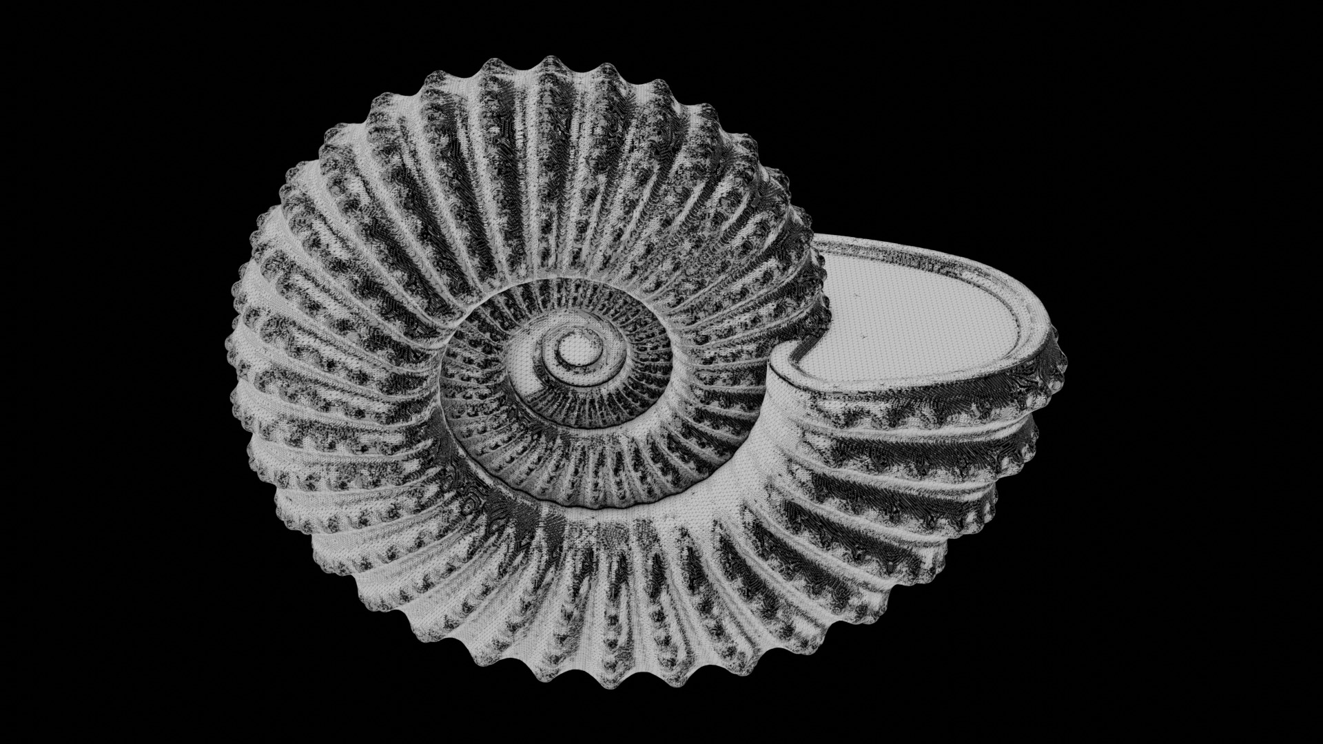 Ammonoid shell with nodes 3D model_10