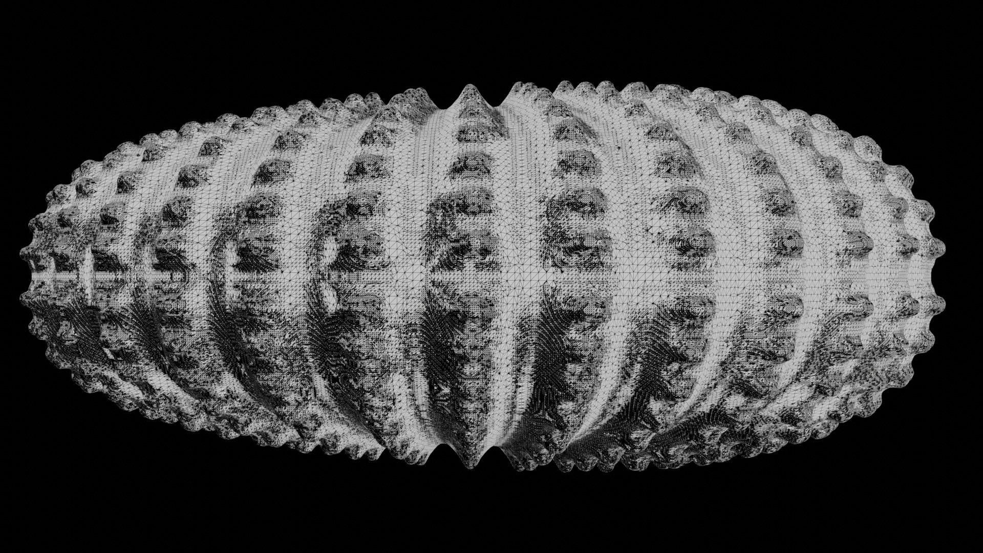 Ammonoid shell with nodes 3D model_11