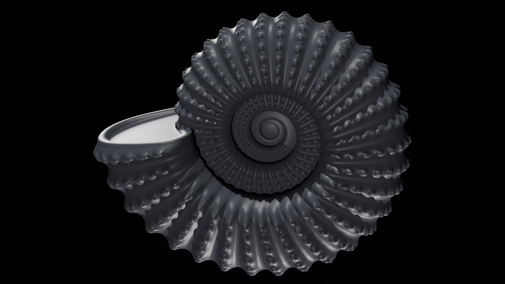 Ammonoid shell with nodes 3D model_4