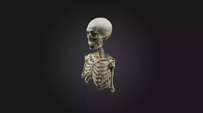 human skeleton  Low-poly 3D model
