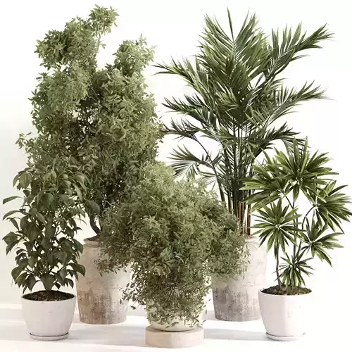 Indoor Plant Set 0149