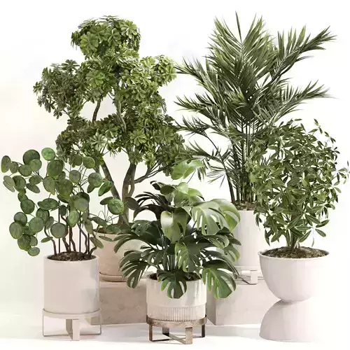 Indoor Plant Set 0150