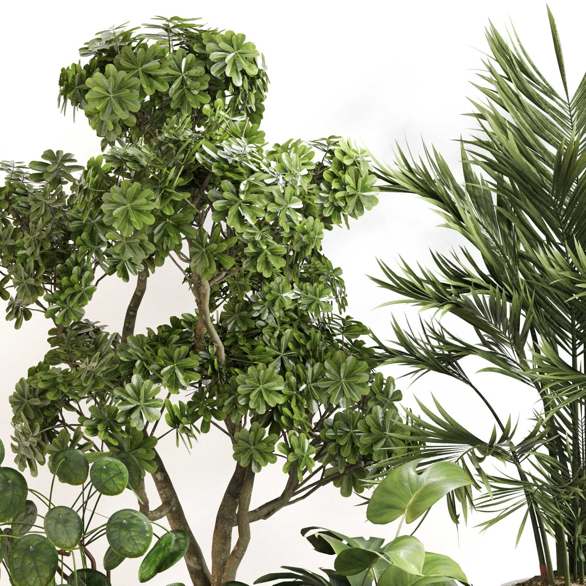 Indoor Plant Set 0150 3D model_4