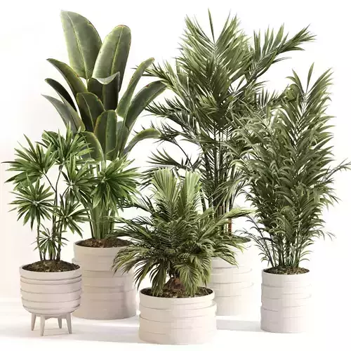 Indoor Plant Set 0151