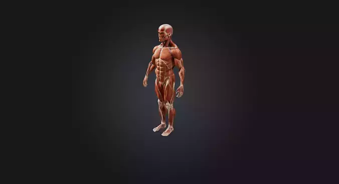 human muscular system  Low-poly 3D model