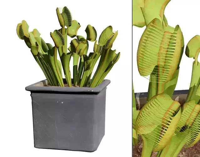 Venus Fly Trap 3D Model