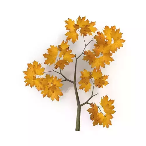 Maple Branch Yellow V1