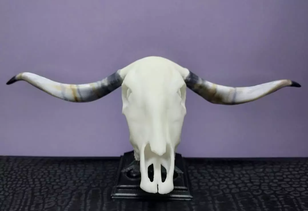 Mini beasts Afrikaner Cattle skull 3D print model_0