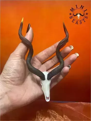 Mini beasts Kudu Antelope skull