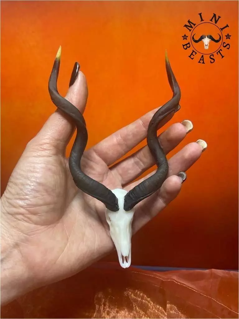 Mini beasts Kudu Antelope skull 3D print model_0