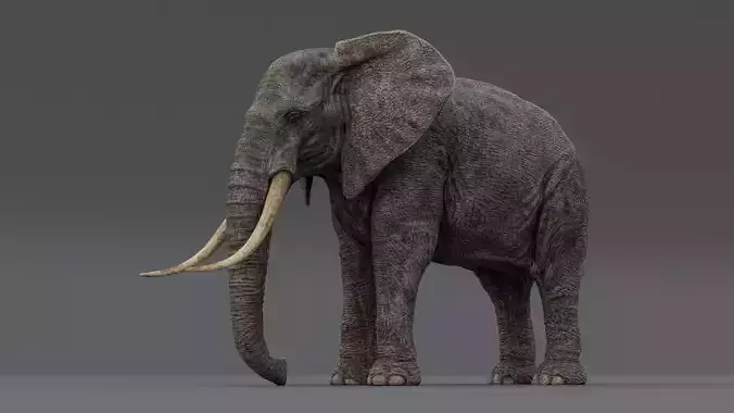 Elephant