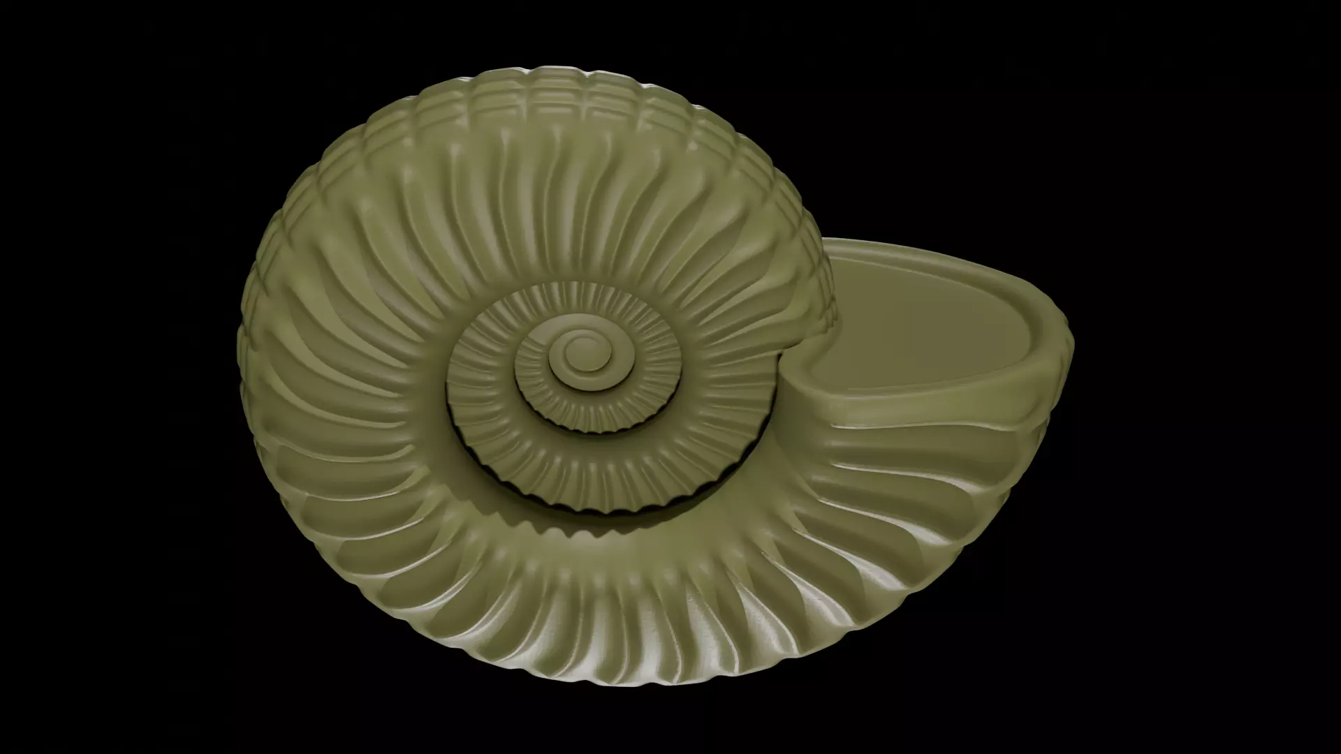 Ammonoid shell with ventral nodes and convex ribs 3D model