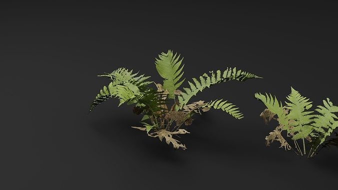 Athyrium filix-femina Plant