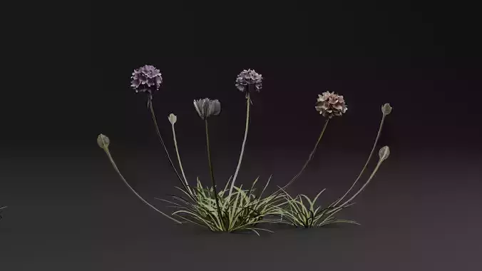 Armeria maritima Plant 3D model