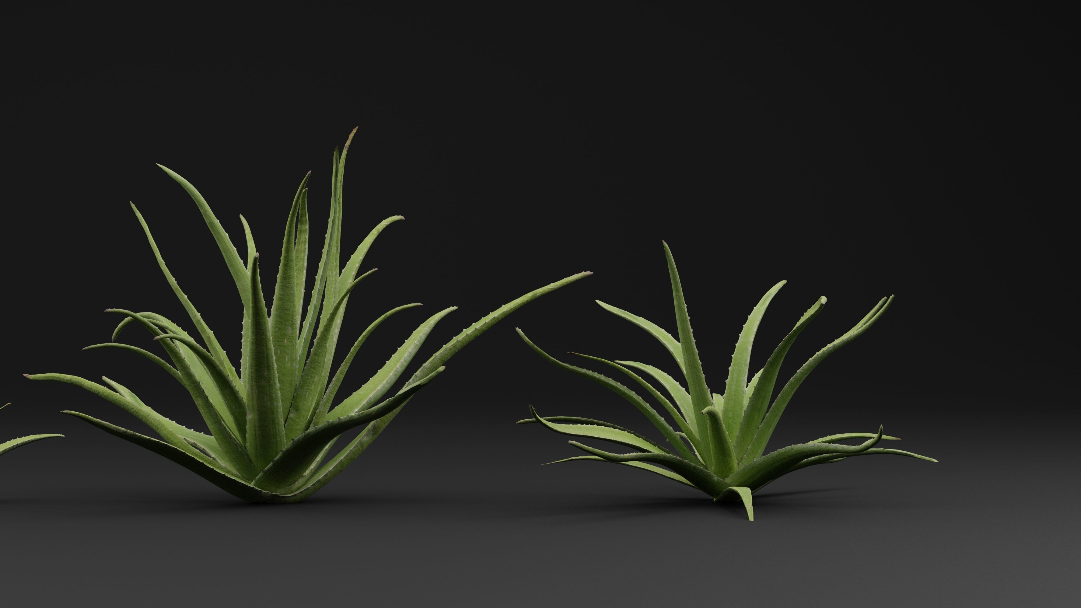 Aloe Vera Plant 3D model_2