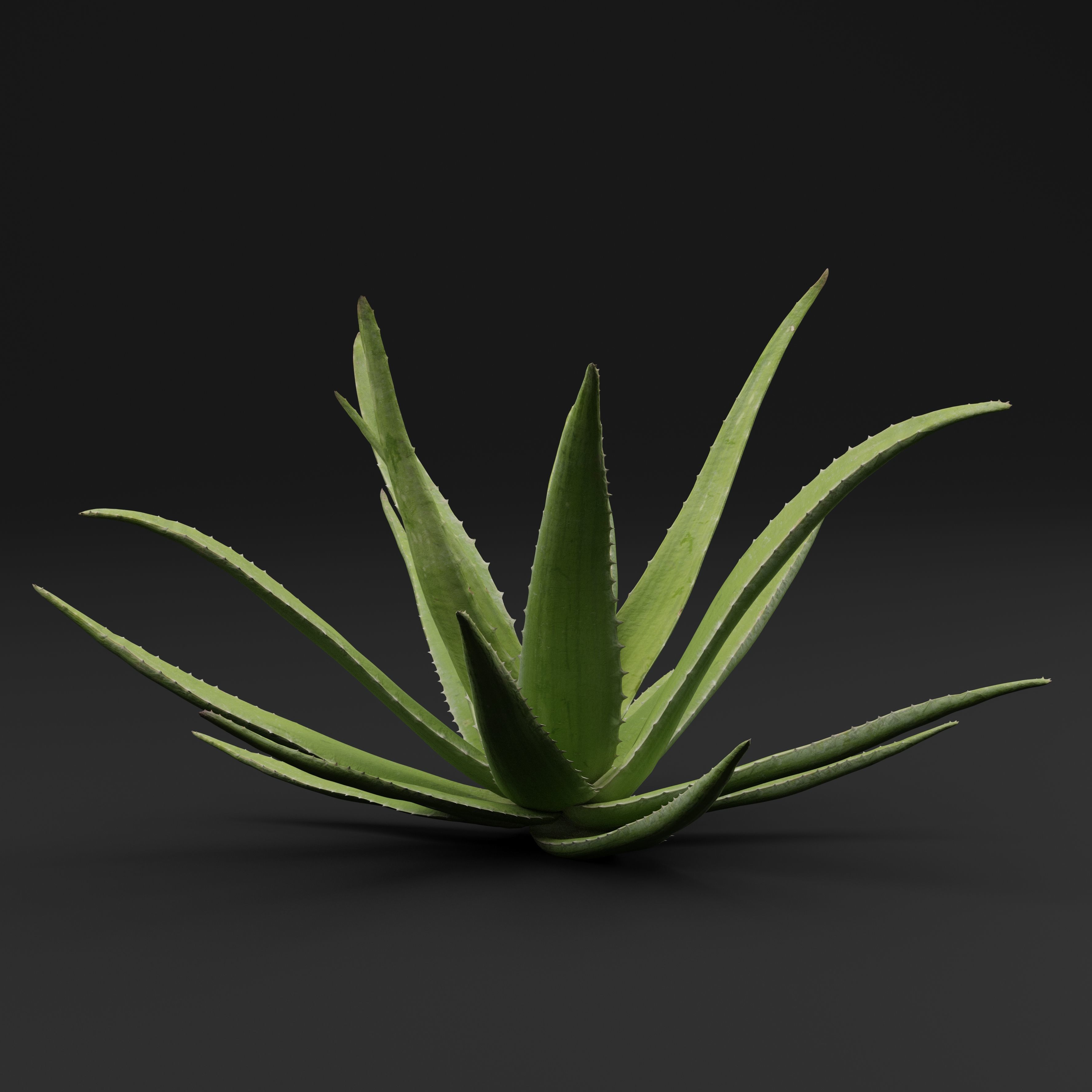 Aloe Vera Plant 3D model_5