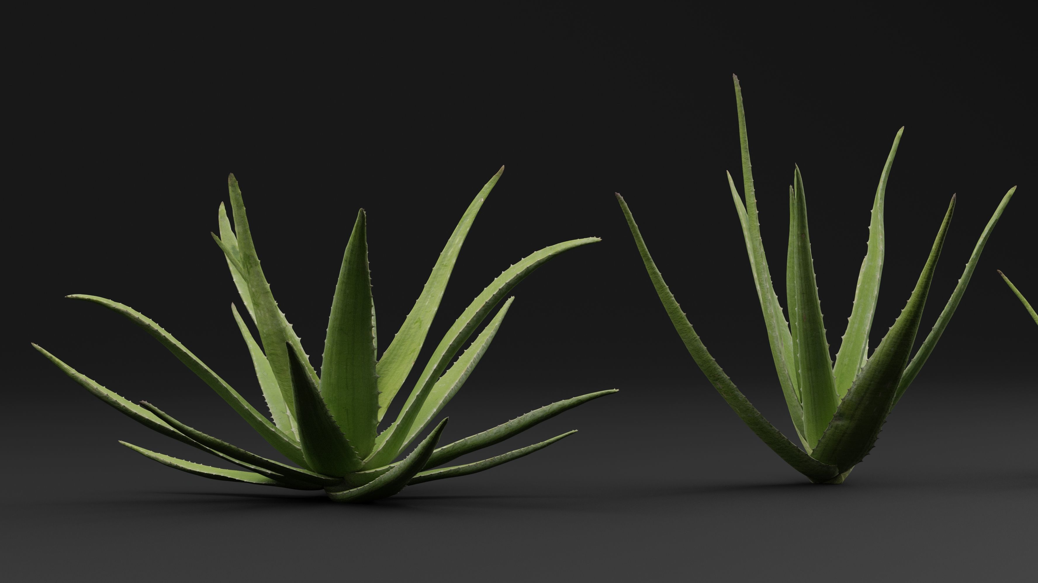 Aloe Vera Plant 3D model_3