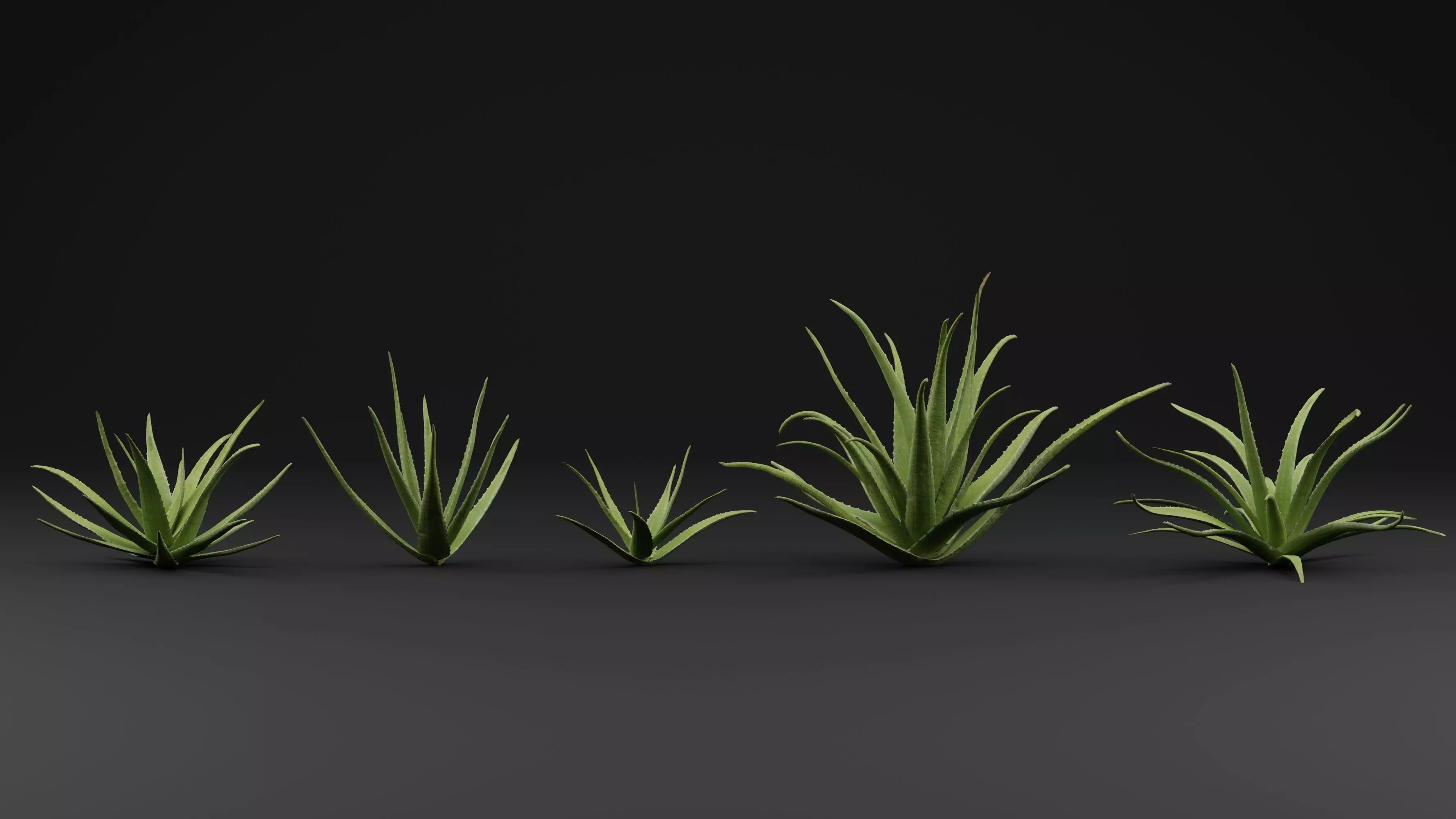 Aloe Vera Plant 3D model_1