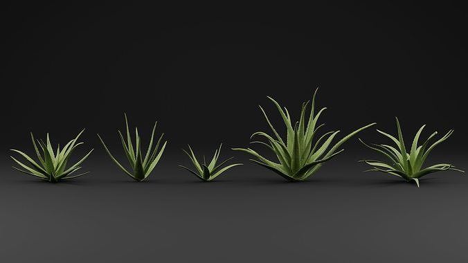 Aloe Vera Plant 3D model
