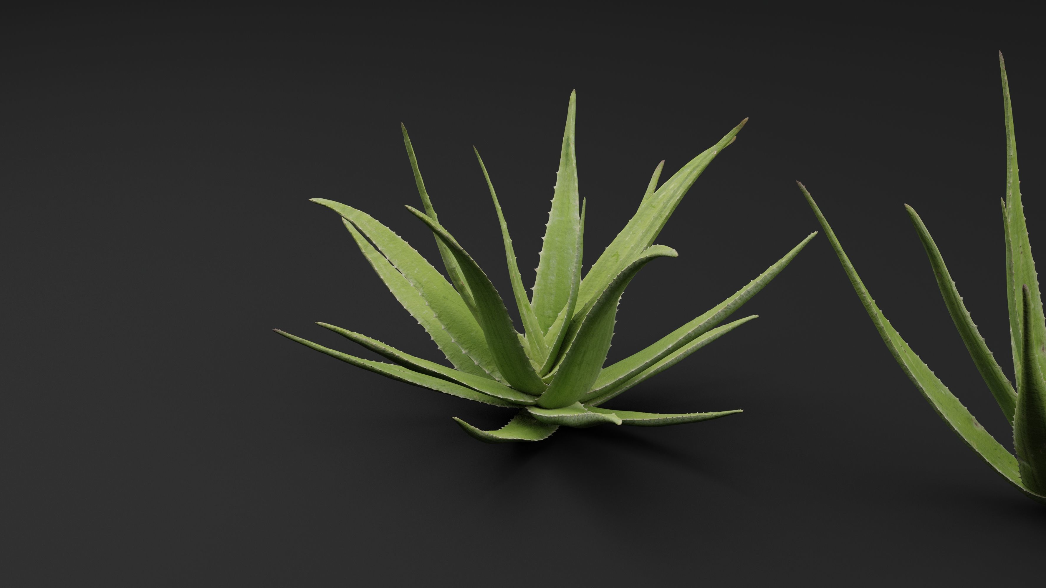 Aloe Vera Plant 3D model_4
