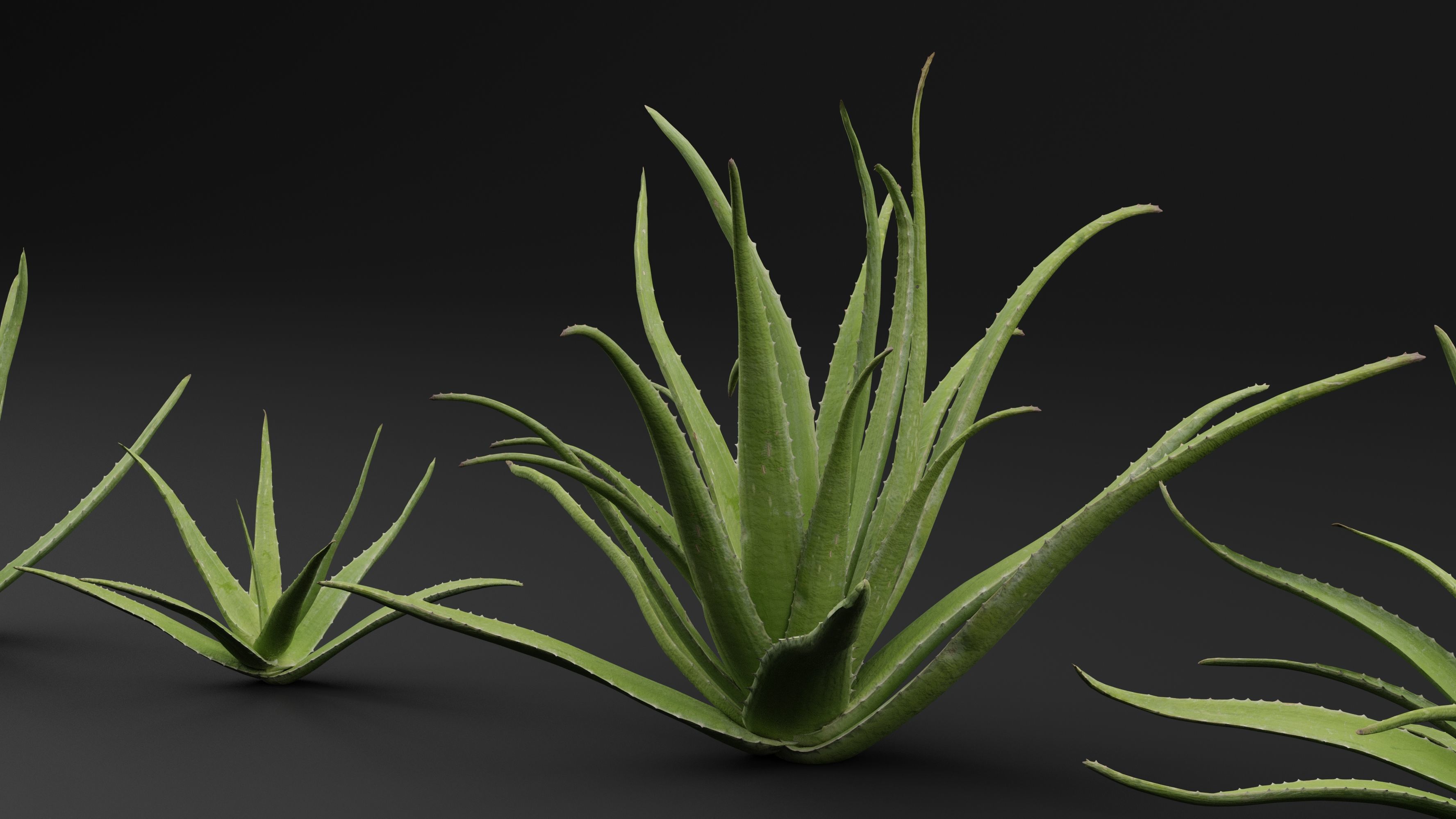 Aloe Vera Plant 3D model_0