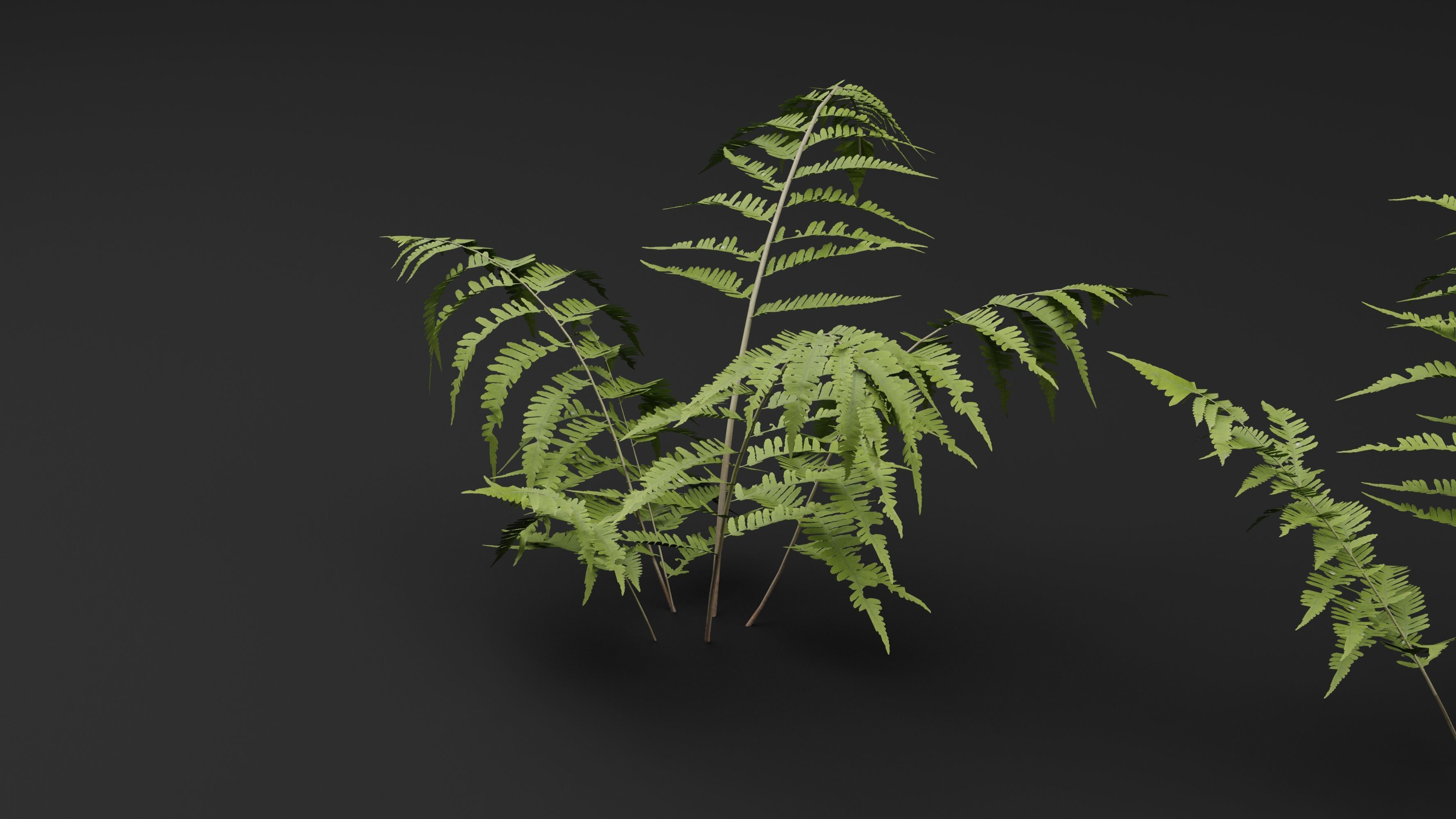 Phegopteris Plant 3D model_4
