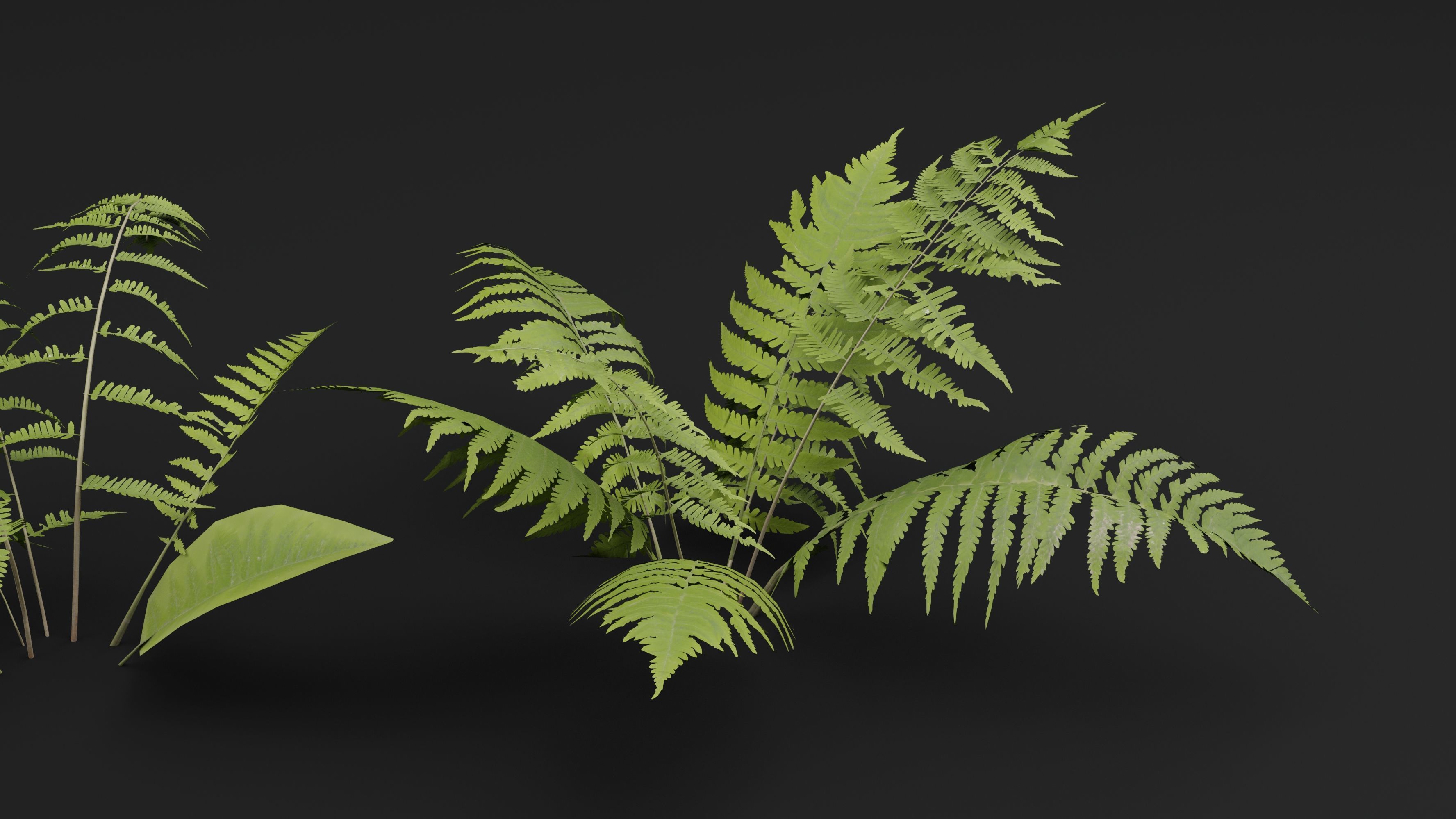 Phegopteris Plant 3D model_2