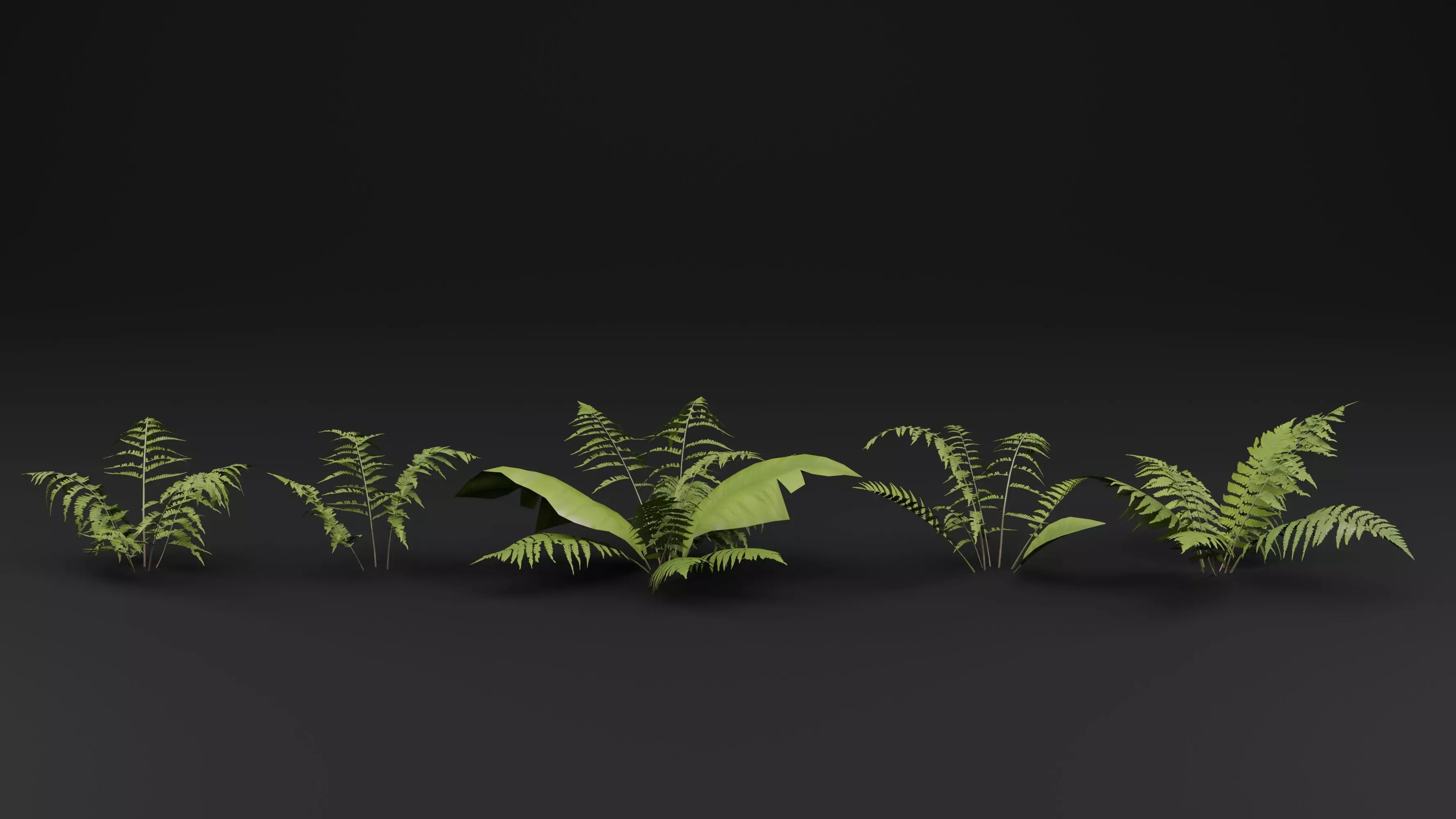 Phegopteris Plant 3D model_0