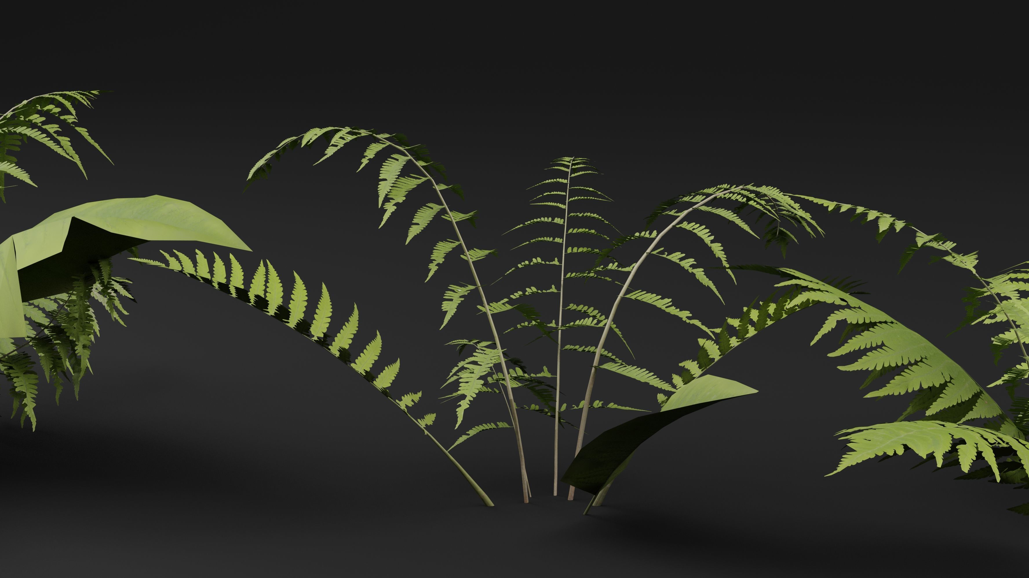 Phegopteris Plant 3D model_1