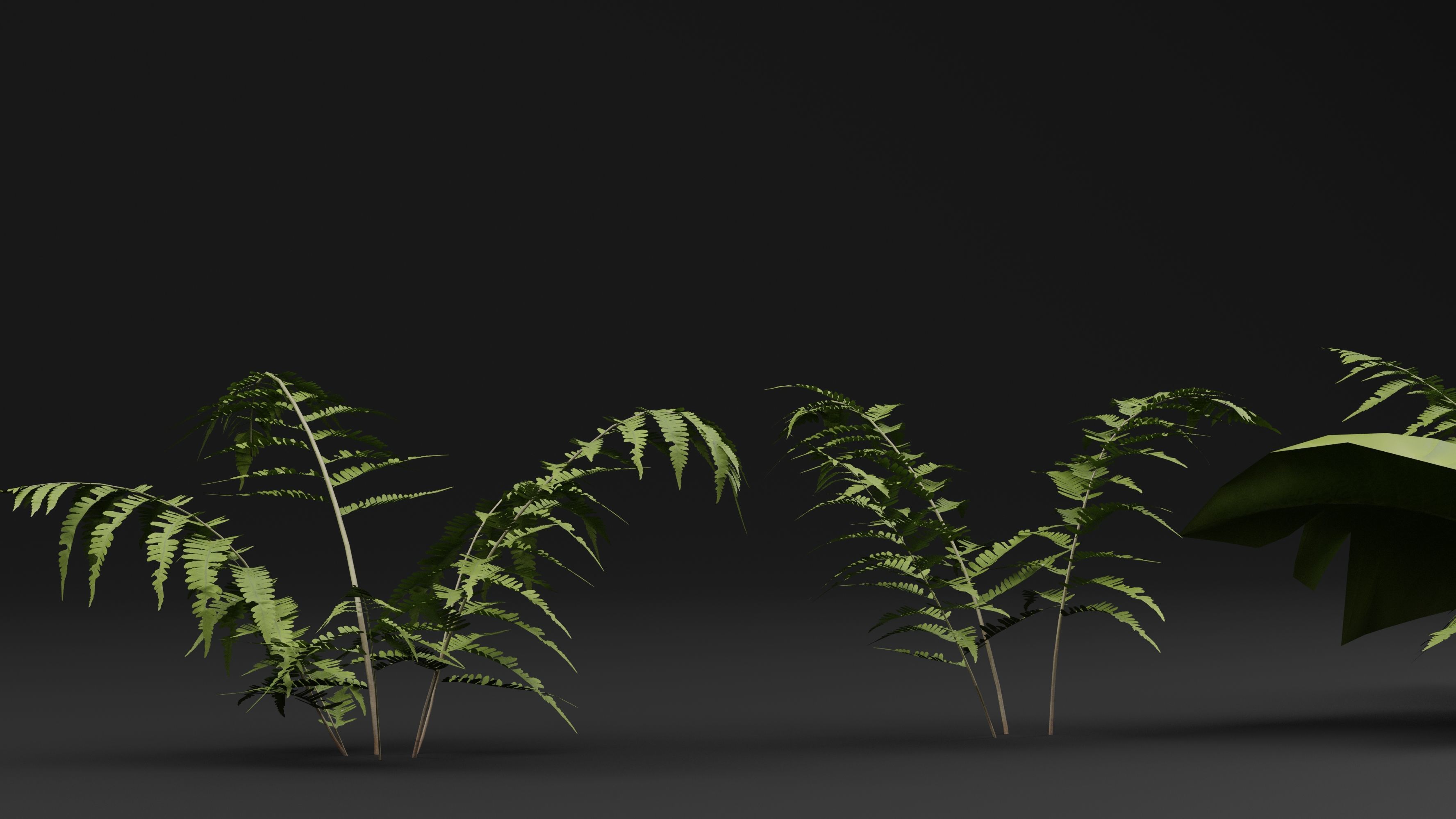 Phegopteris Plant 3D model_3