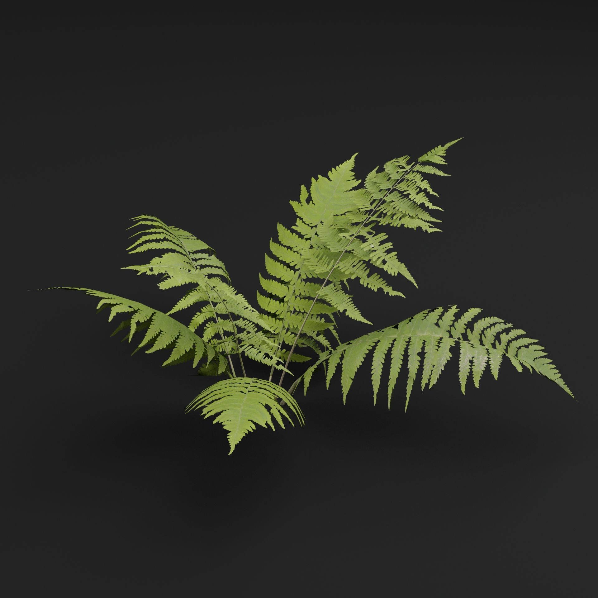 Phegopteris Plant 3D model_5