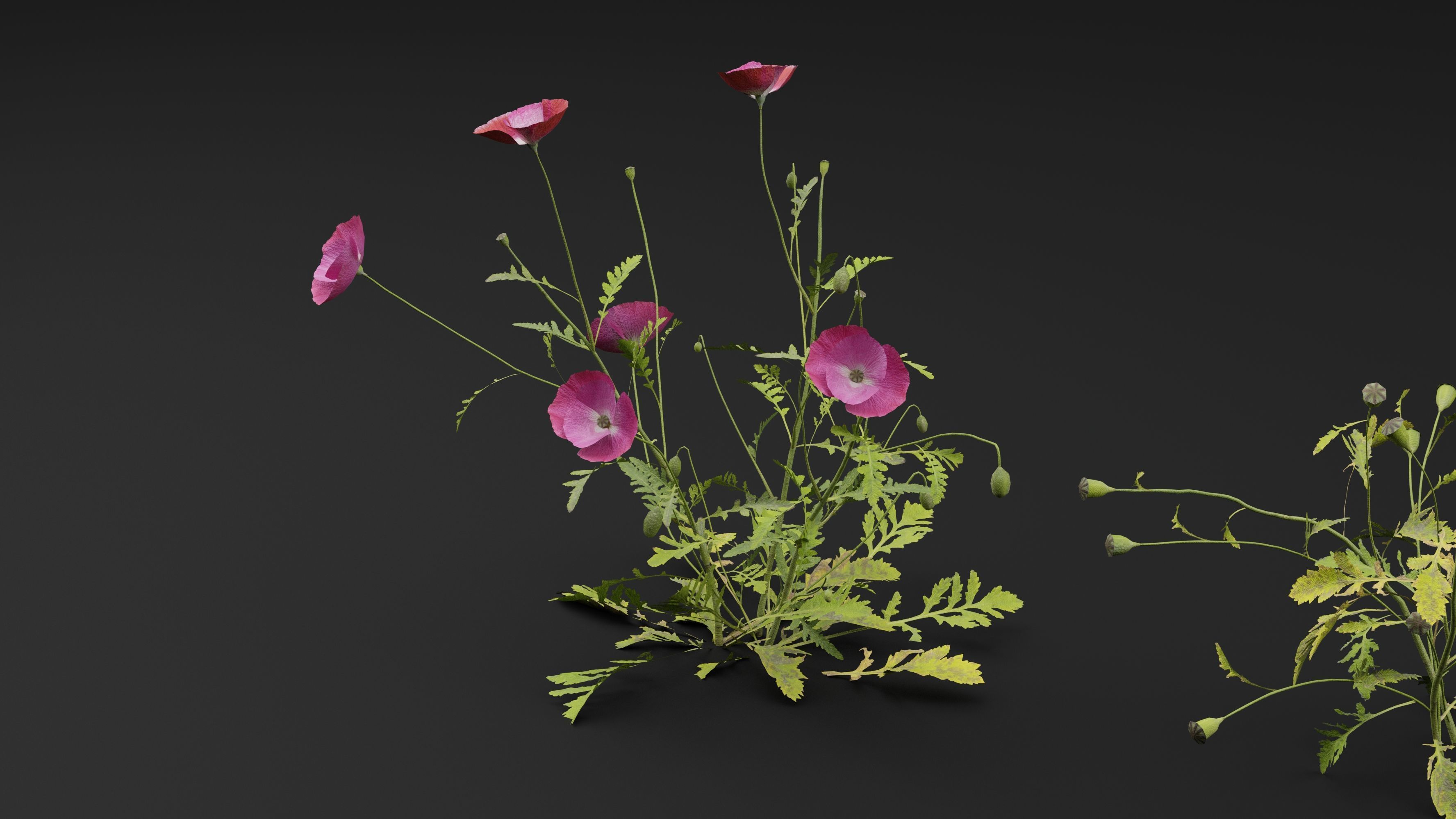 Papaver Rhoeas Plant 3D model_4