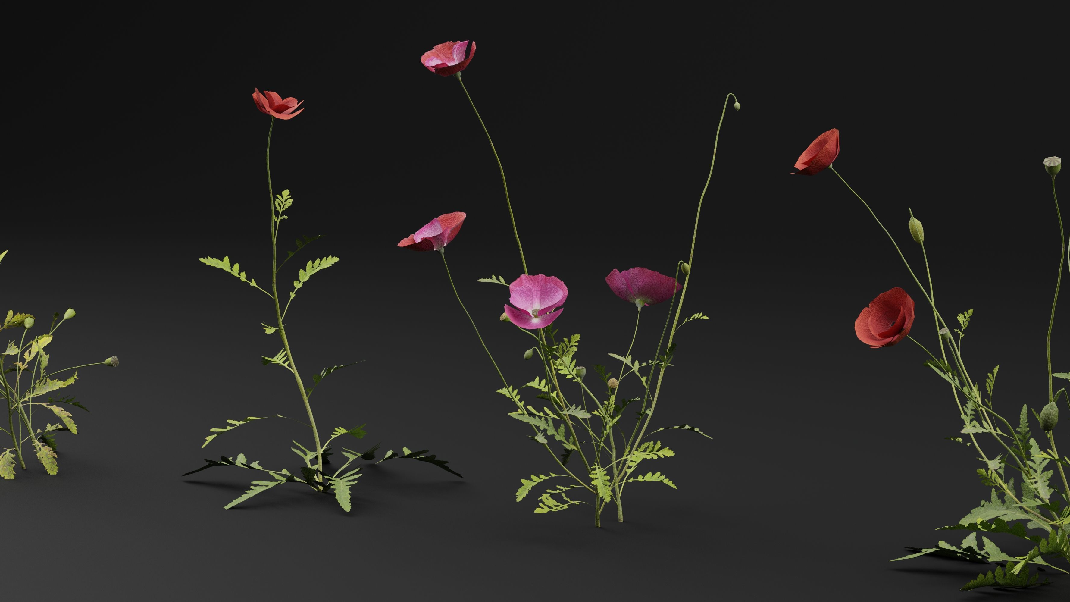 Papaver Rhoeas Plant 3D model_1