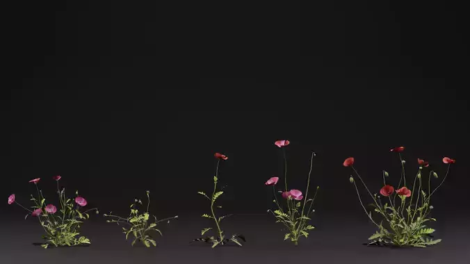 Papaver Rhoeas Plant 3D model