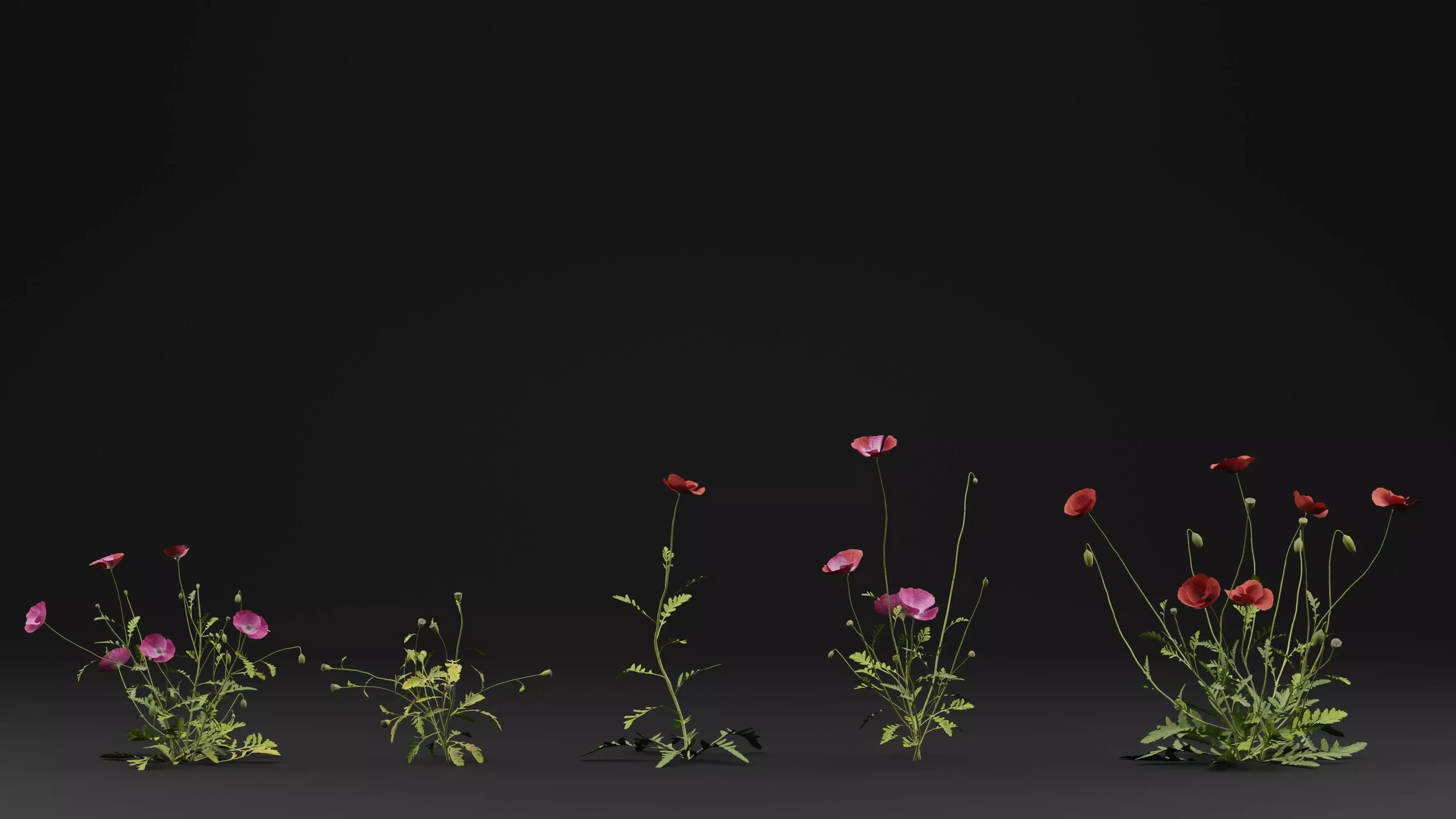 Papaver Rhoeas Plant 3D model_0