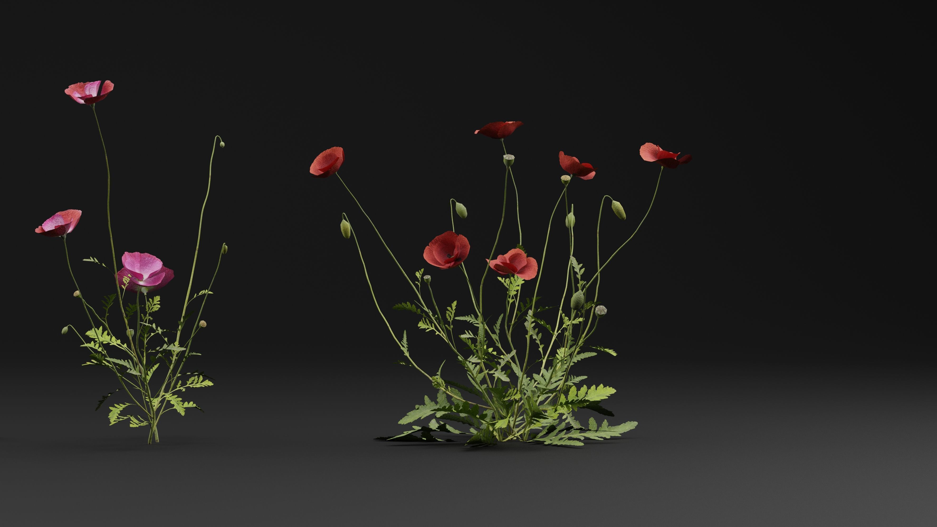 Papaver Rhoeas Plant 3D model_2