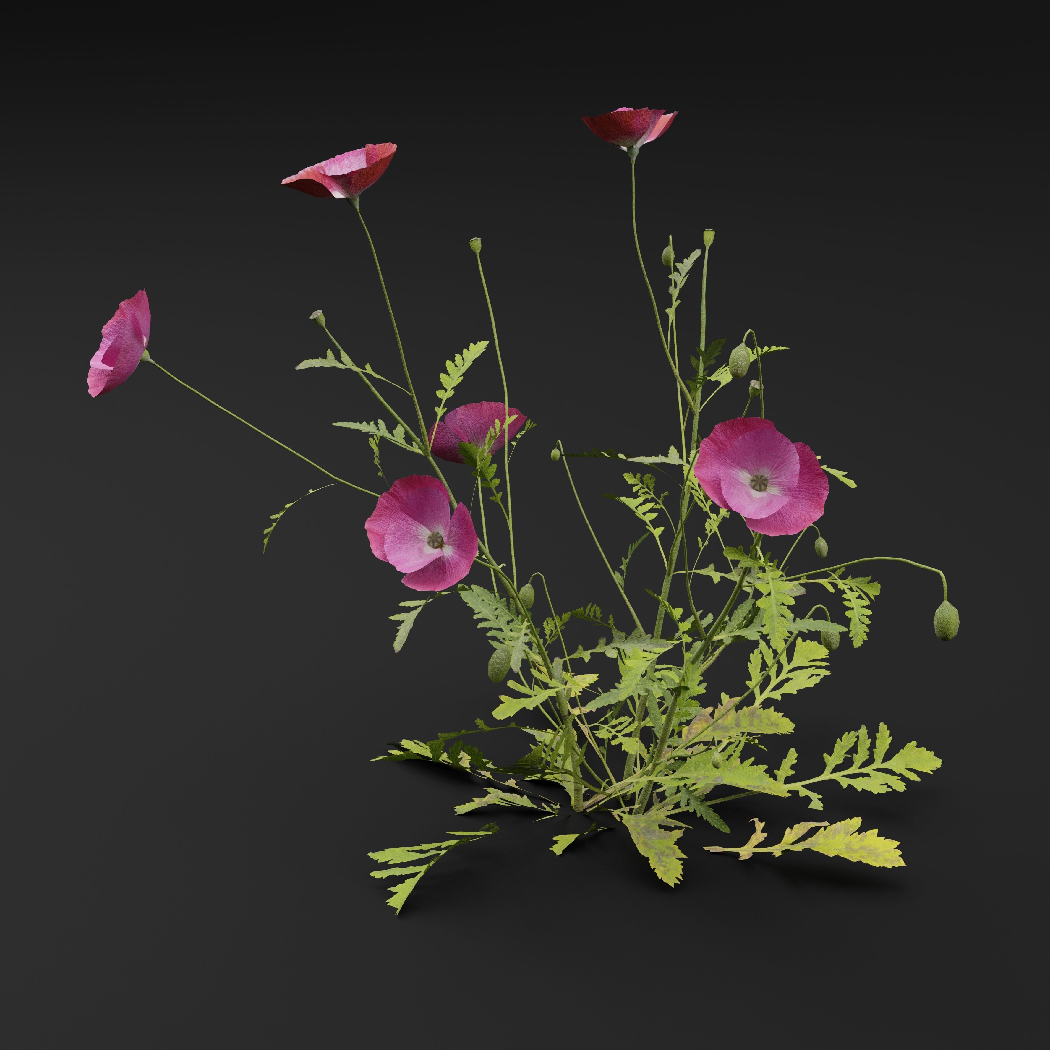 Papaver Rhoeas Plant 3D model_5