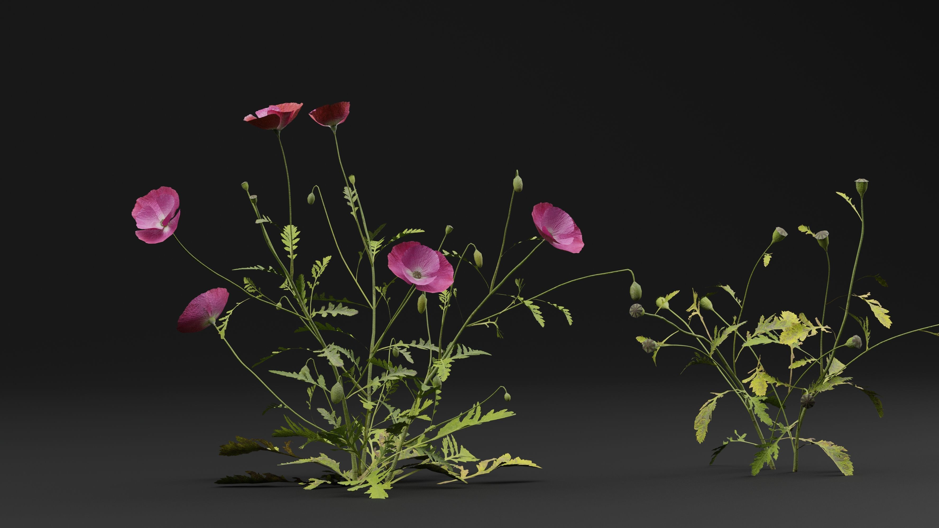 Papaver Rhoeas Plant 3D model_3