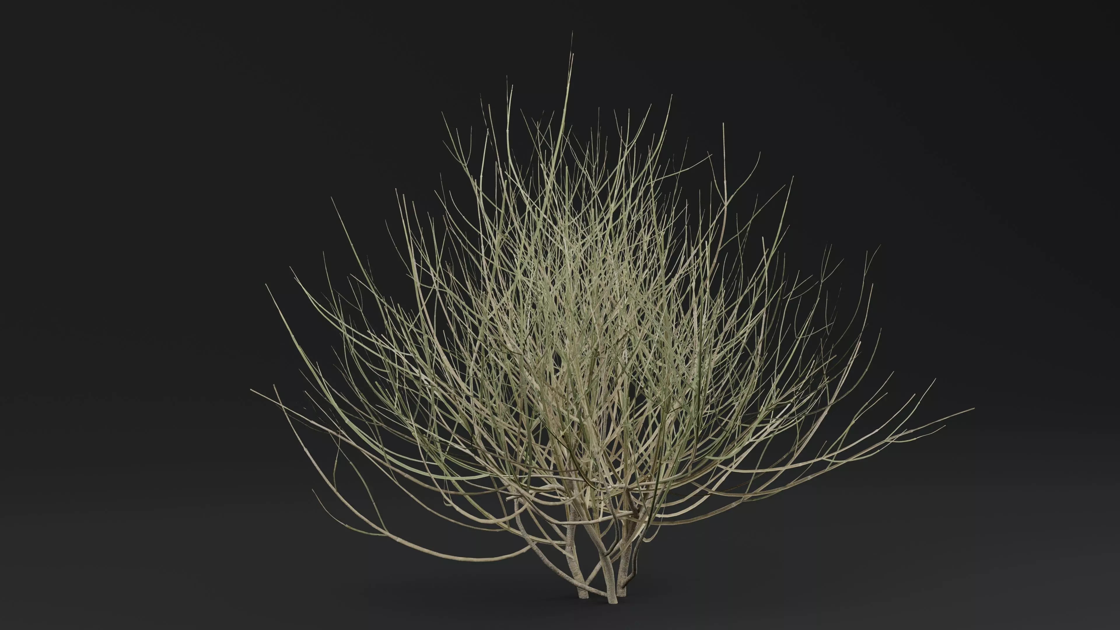 Leptadenia Plant 3D model_0