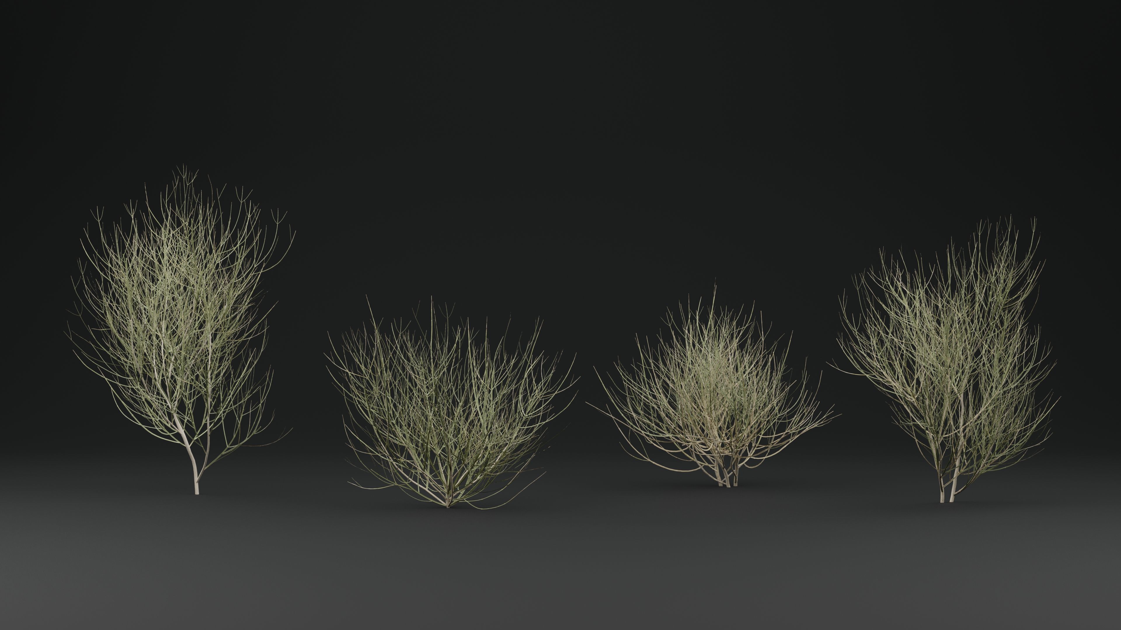 Leptadenia Plant 3D model_1